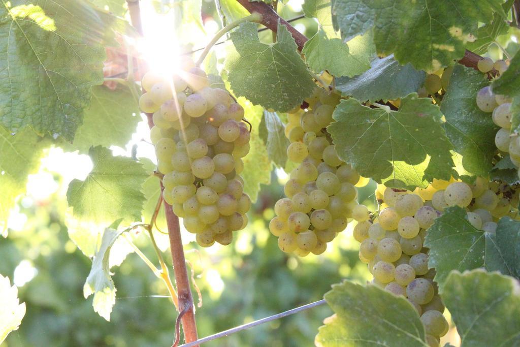Inn Wine Country - Summers House 索诺玛 外观 照片
